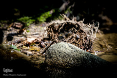 جنگل و رودخانه پلنگ دره