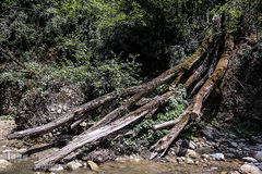 جنگل و رودخانه پلنگ دره