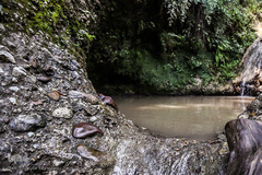 جنگل و رودخانه پلنگ دره