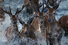 زندگی در اب