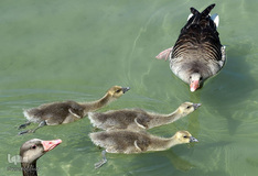 زندگی در اب