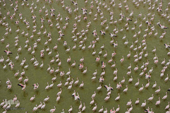 زندگی در اب