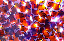 زندگی در اب