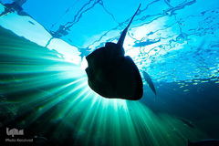 زندگی در اب