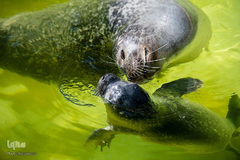 زندگی در اب