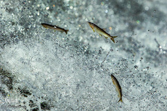 زندگی در اب