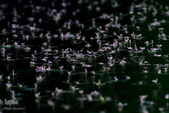 زندگی در اب