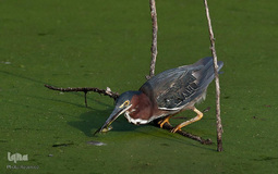 زندگی در اب