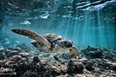 زندگی در اب