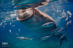 زندگی در اب