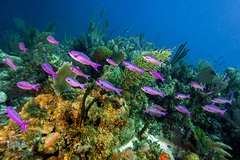 زندگی در اب