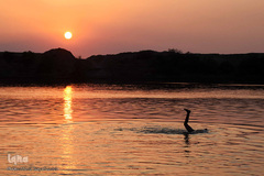 اینجا گاومیش‌آباد؛ محرومیت در خاک و آب و کسب روزی حلال