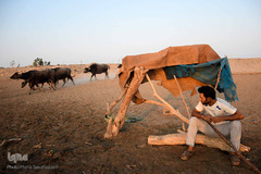 اینجا گاومیش‌آباد؛ محرومیت در خاک و آب و کسب روزی حلال