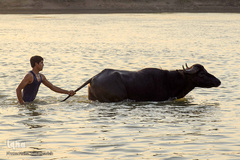 اینجا گاومیش‌آباد؛ محرومیت در خاک و آب و کسب روزی حلال