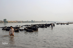 اینجا گاومیش‌آباد؛ محرومیت در خاک و آب و کسب روزی حلال