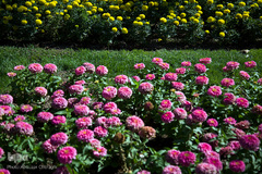 نمایشگاه گل و گیاه كرج