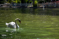 نمایشگاه گل و گیاه كرج