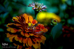 نمایشگاه گل و گیاه كرج