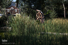 نمایشگاه گل و گیاه كرج