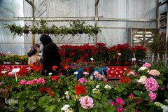 نمایشگاه گل و گیاه كرج