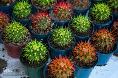 نمایشگاه گل و گیاه كرج