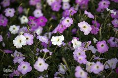 نمایشگاه گل و گیاه كرج