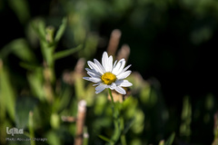 نمایشگاه گل و گیاه كرج