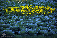 نمایشگاه گل و گیاه كرج