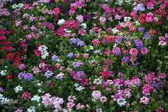 نمایشگاه گل و گیاه كرج