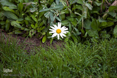 نمایشگاه گل و گیاه كرج