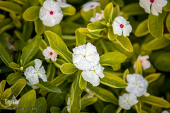 نمایشگاه گل و گیاه كرج