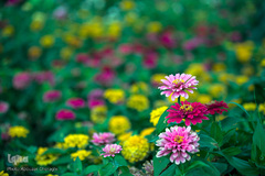 نمایشگاه گل و گیاه كرج