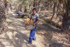 برداشت خرما از نخلستان‌های شادگان