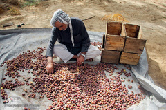 برداشت خرما از نخلستان‌های شادگان