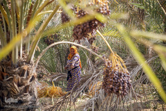 برداشت خرما از نخلستان‌های شادگان