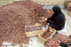 برداشت خرما از نخلستان‌های شادگان