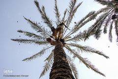 برداشت خرما از نخلستان‌های شادگان