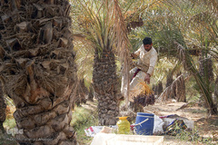 برداشت خرما از نخلستان‌های شادگان