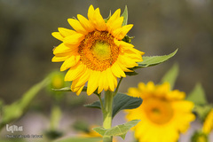 مزرعه گل های آفتابگردان