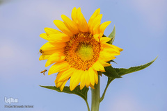 مزرعه گل های آفتابگردان