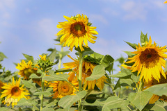 مزرعه گل های آفتابگردان