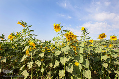 مزرعه گل های آفتابگردان