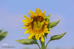 مزرعه گل های آفتابگردان