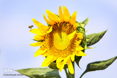 مزرعه گل های آفتابگردان