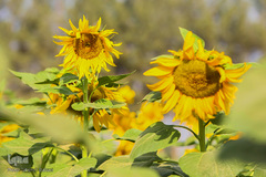 مزرعه گل های آفتابگردان