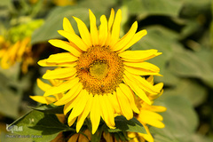 مزرعه گل های آفتابگردان