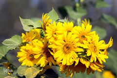 مزرعه گل های آفتابگردان