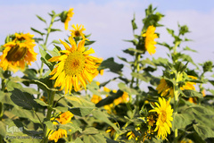 مزرعه گل های آفتابگردان