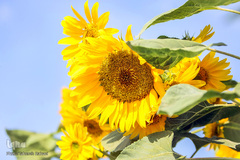 مزرعه گل های آفتابگردان