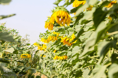 مزرعه گل های آفتابگردان